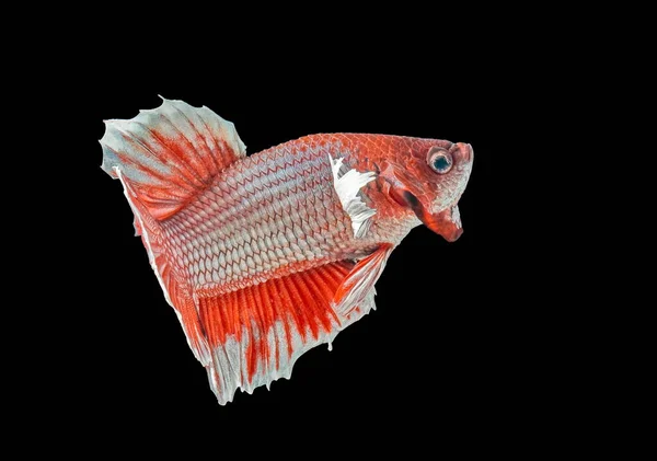 Ikan Siam Melawan Ikan Merah Betta Splendens Ikan Betta Halfmoon — Stok Foto