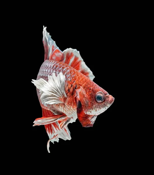 Сиамские Боевые Рыбы Сражаются Красной Рыбой Бетта Великолепен Бетта Рыба — стоковое фото