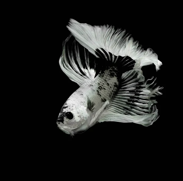 Poisson Combat Siamois Fond Noir Betta Splendens Betta Fish Halfmoon — Photo