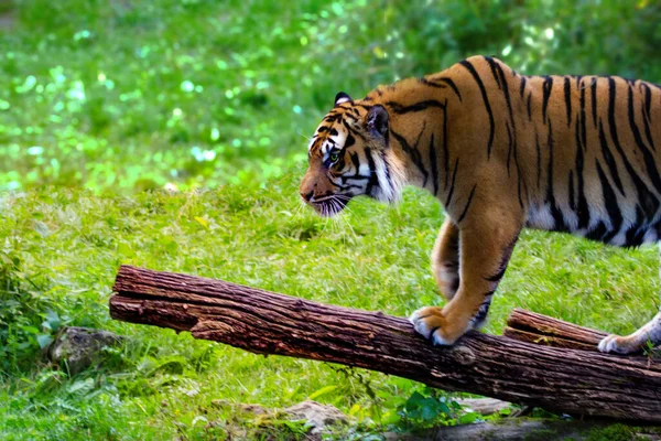 Tigre Zoológico — Fotografia de Stock