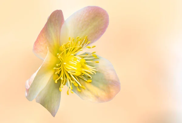 Flor Única Colores Delicados Una Rosa Con Estambres Claramente Visibles — Foto de Stock