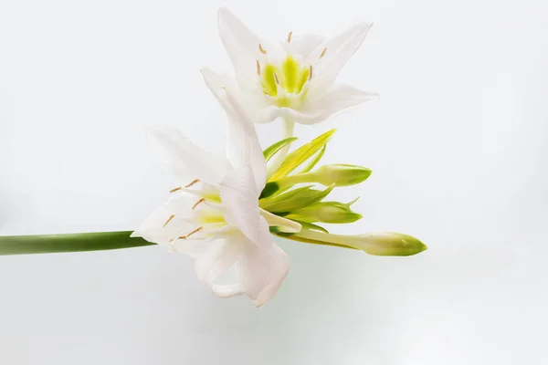 Krásná Lilie Květiny Bílém Pozadí — Stock fotografie