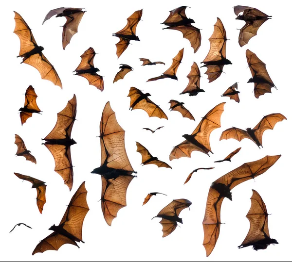 핼러윈 박쥐들은 배경에 떨어져 — 스톡 사진