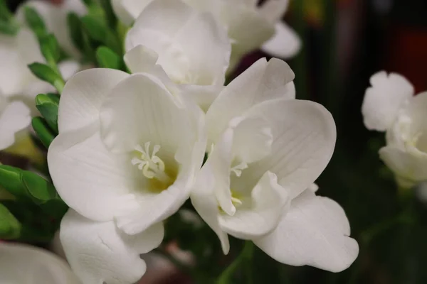 Beautiful White Orchid Flower Garden — Stock Photo, Image