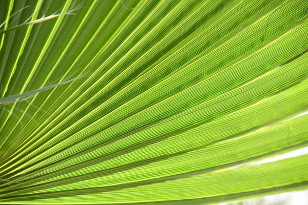 Grön Blad Bakgrund Tropisk Flora — Stockfoto