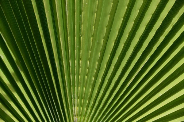 Zelené Listy Pozadí Tropická Flóra — Stock fotografie