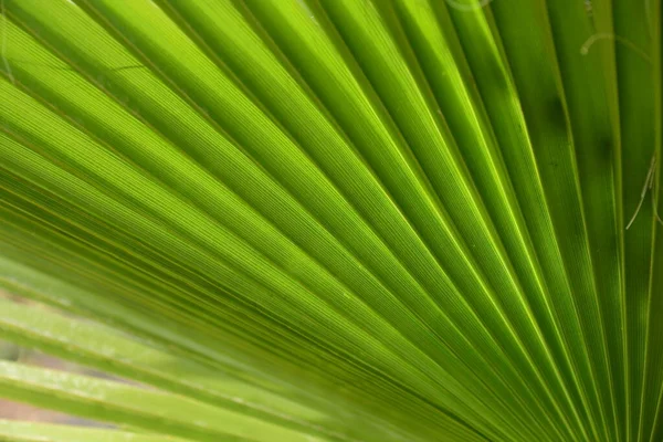 Zelený List Pozadí Tropické Palmové Listy — Stock fotografie