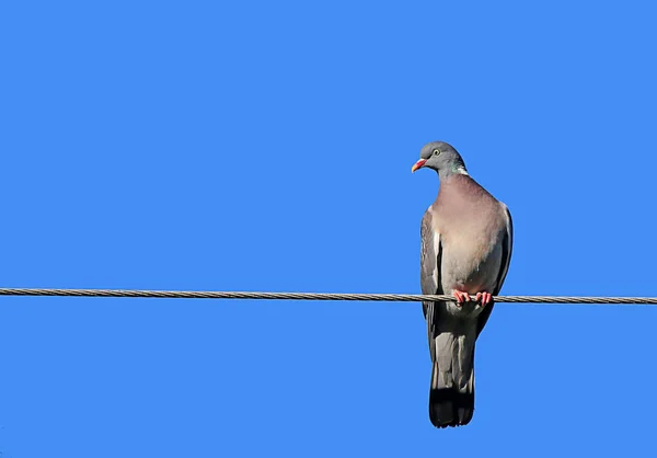 Vogel Auf Dem Dach Der Stadt — Stockfoto