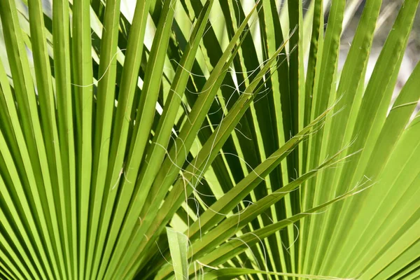 Green Leaves Background Palm Tree — Stock Photo, Image