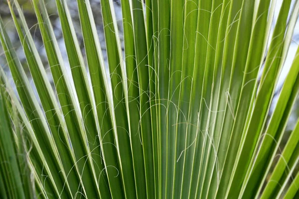 Zielony Bambus Liście Tło — Zdjęcie stockowe