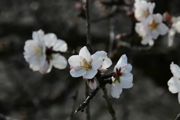 スペイン コスタブランカ州アリカンテ県アーモンドの木の花 — ストック写真