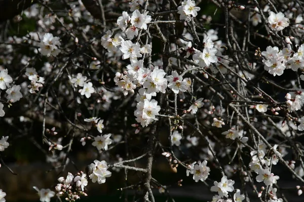 Kwitnie Drzewie Migdałowym Prowincja Alicante Costa Blanca Hiszpania — Zdjęcie stockowe