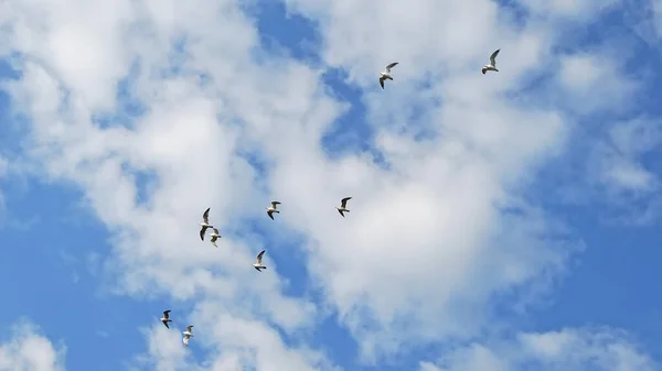 Bandada Aves Volando Cielo —  Fotos de Stock