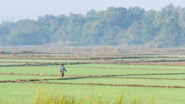 Rolnik Zbierający Ryż Tajlandia — Zdjęcie stockowe