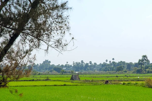 Campo Arroz Pela Manhã — Fotografia de Stock