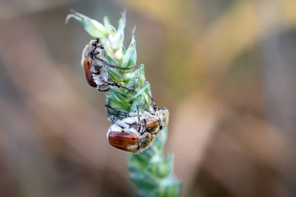 Een Close Van Een Kever Een Plant — Stockfoto