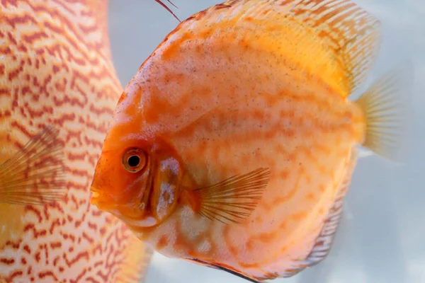 Peces Disco Acuario Peces Disco Son Cíclidos — Foto de Stock