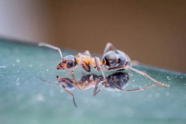 Portrait Close Ant — Stock Photo, Image