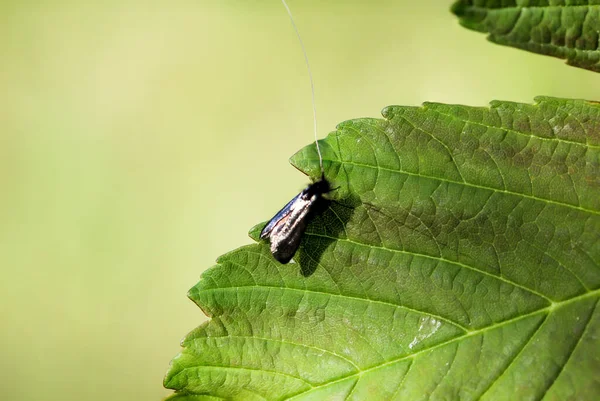 Close Uma Borboleta Broca Europeia Uma Fábrica — Fotografia de Stock