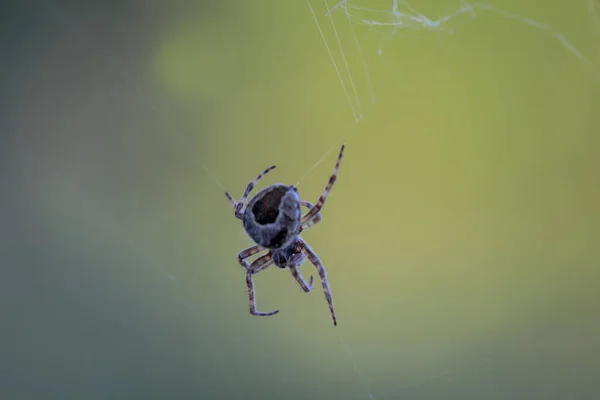 Yeşil Arkaplanda Örümcek Ağı — Stok fotoğraf