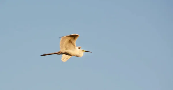 Vit Stork Flygning Blå Himmel Bakgrund — Stockfoto