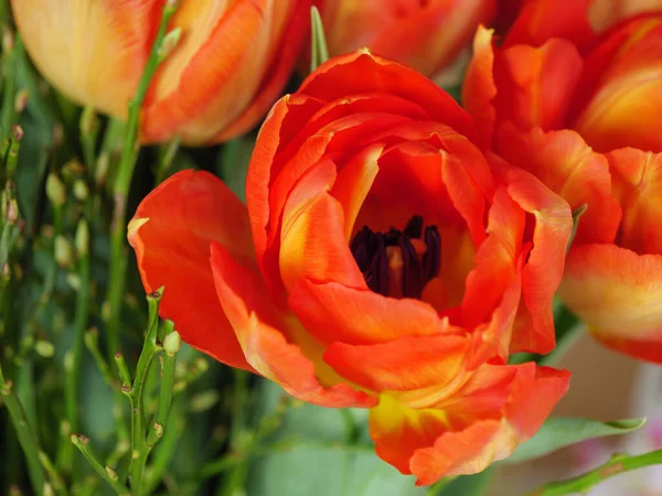 Hermoso Tulipán Rojo Jardín — Foto de Stock