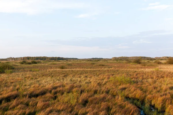 Hermoso Paisaje Con Campo Árboles — Foto de Stock