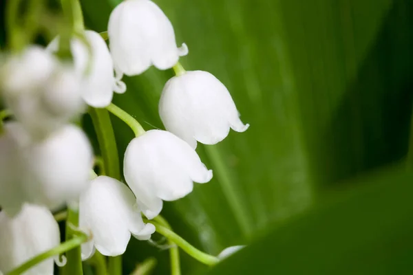 Prawdziwe Dzikie Białe Piękne Kwiaty Lilii Doliny Wiosną Dzikie Rośliny — Zdjęcie stockowe