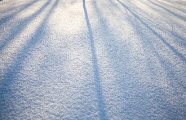 Schatten Von Hohen Bäumen Auf Frisch Gefallenem Schnee Winter Nahaufnahme — Stockfoto