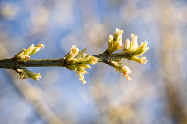 Die Ersten Grünen Blätter Einem Ast Warmen Sonnigen Frühlingswetter — Stockfoto