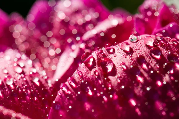 Vacker Rosa Ros Med Dagg Droppar Svart Bakgrund — Stockfoto