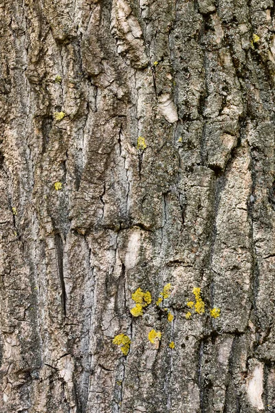 Bark Tree Forest — Stock Photo, Image