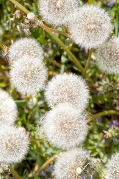 Yılın Baharında Güzel Beyaz Karahindiba Topları Baharda Tohumlu Çiçeklerin Yakın — Stok fotoğraf