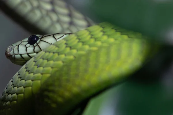 Gros Plan Serpent — Photo