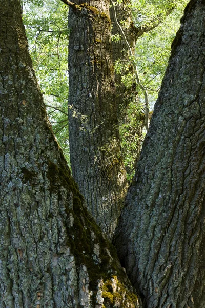 Дерево Ствол Лесу — стоковое фото