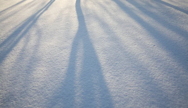 冬の新雪の上の木々の影寒さと霜の間の自然界のクローズアップ — ストック写真