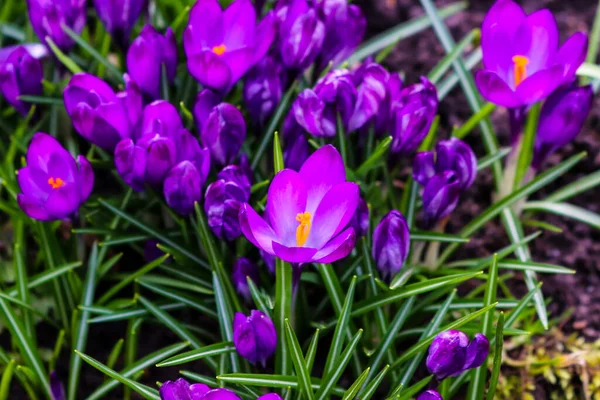 Montones Hermosos Cocodrilos Púrpura Florecen Jardín Primavera — Foto de Stock