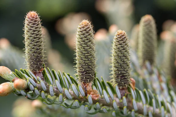 Close Plant Garden — Stock Photo, Image