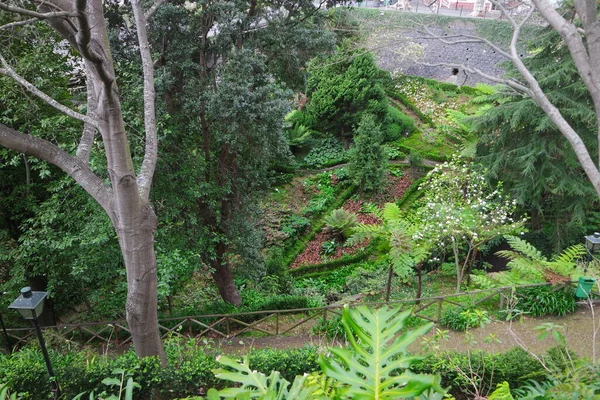 Árboles Verdes Bosque —  Fotos de Stock