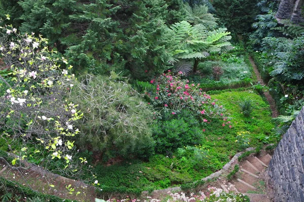 Vacker Botanisk Skott Naturliga Tapeter — Stockfoto