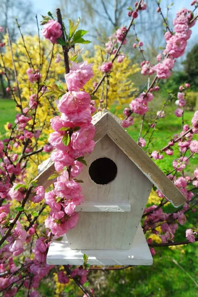 春の美しい鳥の家 — ストック写真