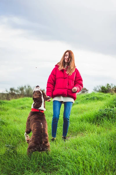 Jovem Com Casaco Vermelho Jeans Treinando American Staffordshire Terrier Campo — Fotografia de Stock