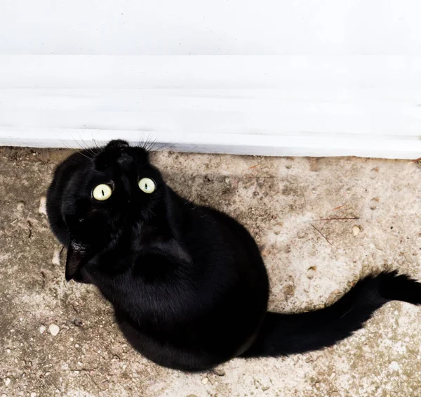 Gato Negro Muy Hermoso Con Ojos Verdes Muy Hermosos Está —  Fotos de Stock