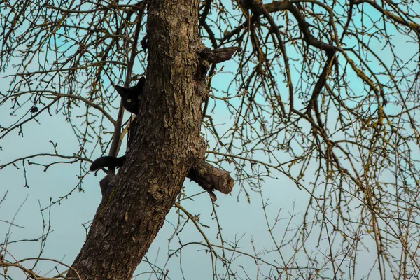 緑の目をした黒の非常に美しい猫が木にしがみついてポーズをとっています 庭では — ストック写真