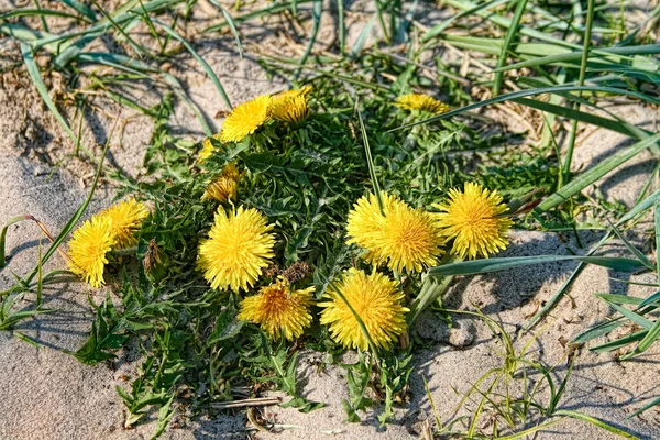 Yellow Flowers Garden — Stock Photo, Image