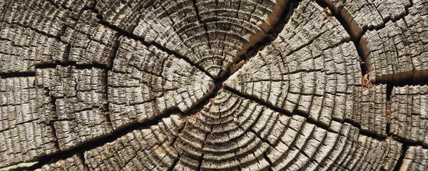 Oude Hout Textuur Achtergrond — Stockfoto