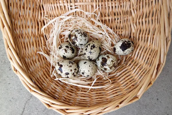 Huevos Codorniz Canasta Mimbre Sobre Fondo Blanco —  Fotos de Stock