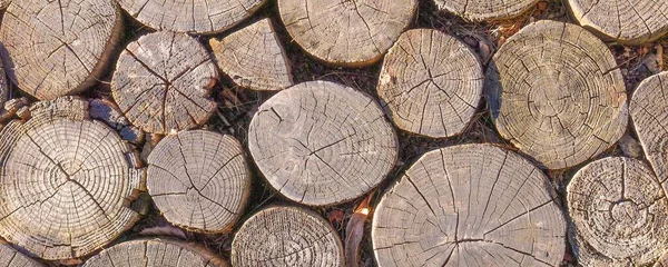 Textura Dřeva Protokolů — Stock fotografie