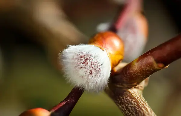 Macro Shot Pussy Willow Pasture — Φωτογραφία Αρχείου