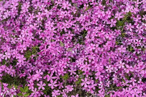 Belles Fleurs Violettes Dans Jardin — Photo